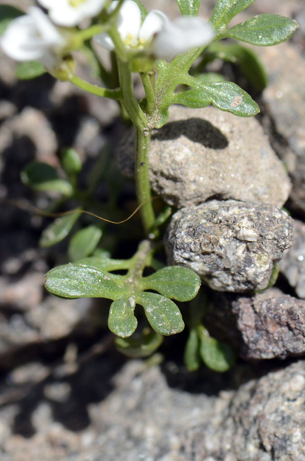 Cardamine resedifolia